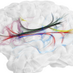 Cognitive Neuroanatomy Lab (@neuro_conn) Twitter profile photo Cognitive Neuroanatomy Lab (@neuro_conn) Twitter profile photo