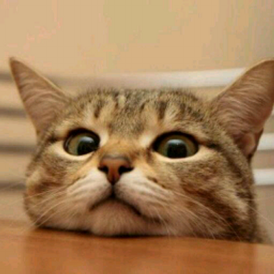 かわいい癒し猫画像 Nekochankoneko Twitter かわいい癒し猫画像 Nekochankoneko Twitter