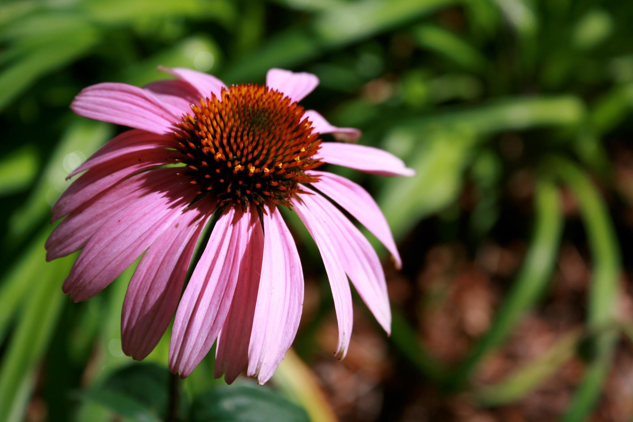 jillianjphotog's profile picture. capturing connection through a lens.