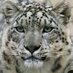 Deaf Leopards (@deafleopardsfc) Twitter profile photo Deaf Leopards (@deafleopardsfc) Twitter profile photo