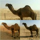 علي (@01123529) Twitter