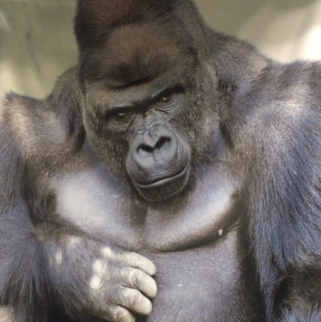 綺麗なゴリラ Kireinaitazura Twitter