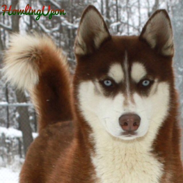 §Nothin' but pup here.§ {Husky/AU/RP/MC/Eight months old/Male}