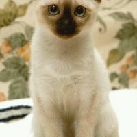 바람불기전 (@bluejin0315_123) 's Twitter Profile