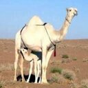 راعي البل (@05047688532) Twitter