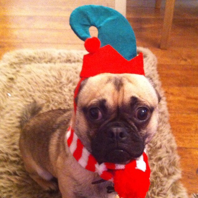 JoHemming's profile picture. Privileged to be a mental health nurse working to transform and improve services. Happy wife and mum to a fab family (not forgetting Colin the Pug😂).