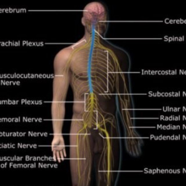 new technique and safe,injuries; Carpal Tunnel,Hamstring, Back Pain, low back pain,Groin Injury, Tendinities, golfers elbow, sciatica and more...