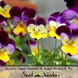 myseedneeds's profile picture. 