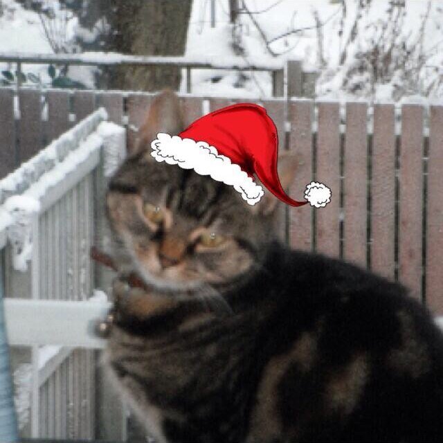 I am a very lively tabby cat.