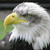 Gateway Elementary (@ops_gateway) Twitter profile photo Gateway Elementary (@ops_gateway) Twitter profile photo