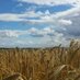 Farmers (@yorksfarmers) Twitter profile photo