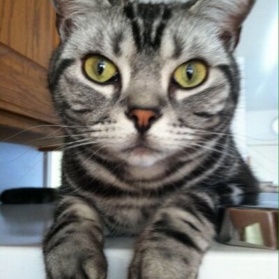 CatloverCBS's profile image