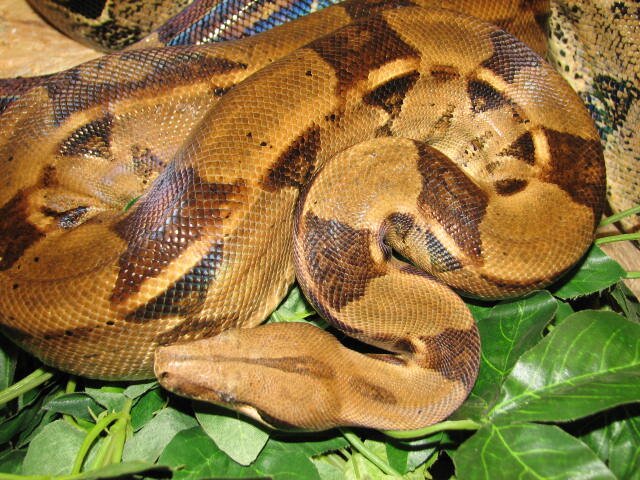 Schlange1410's profile picture. 