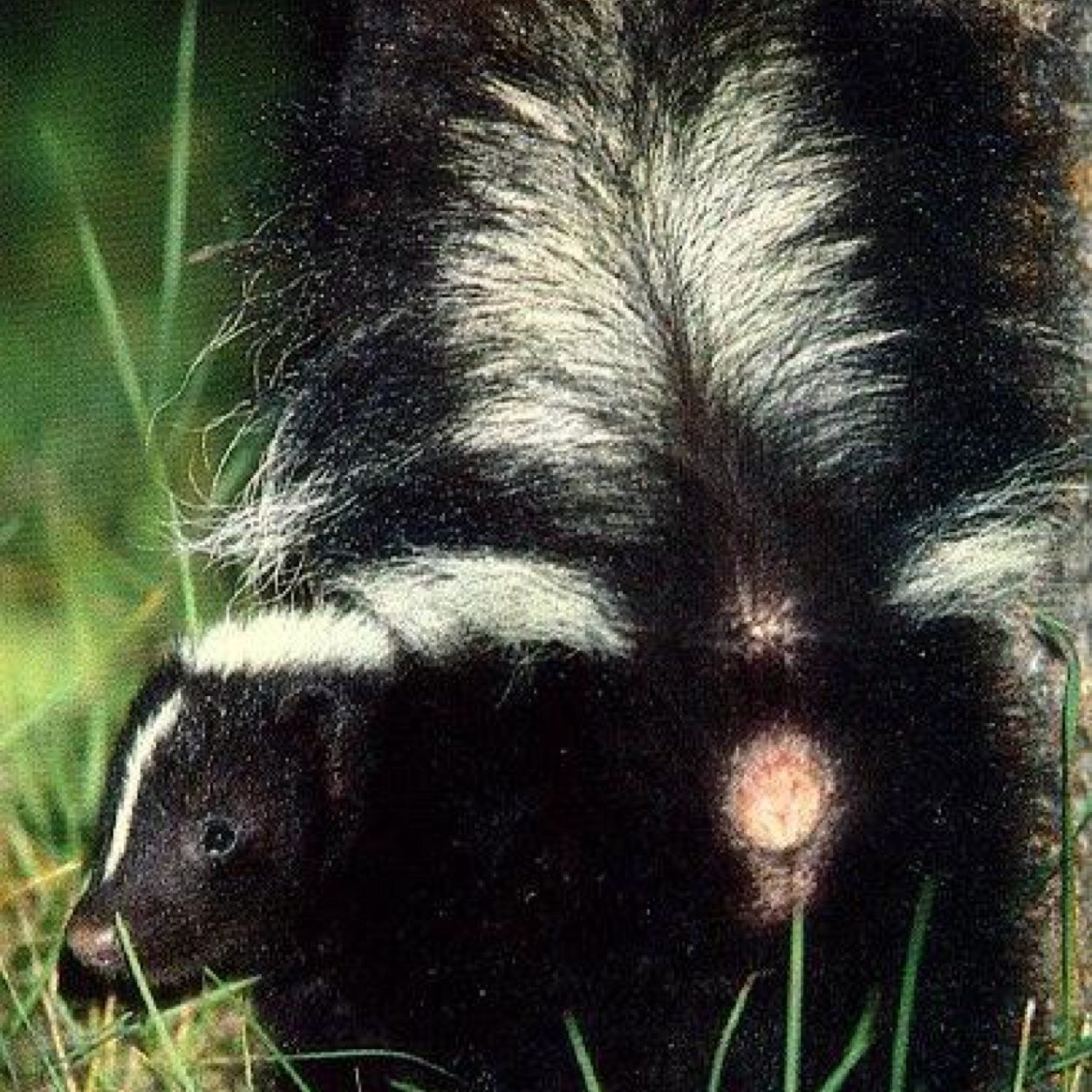 PEEYEW Sprayed by a skunk? Cant get rid of that horrid awful stench? Let me help!