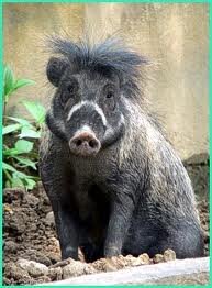 official_piggy's profile picture. Sus cebifrons (aka the official warty pig), critically #endangered, 95% of habitat destroyed, spread the word. #followforfollow