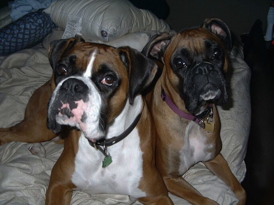 bobmazz12's profile picture. 