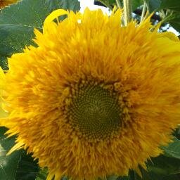 janetatamanenko's profile picture. artist,nature diva,philosopher