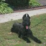 rugerclyde's profile picture. Just a guy working at his craft original twitter rugerzeke since 09 infiltrated. Father to a very special child and 2 Giant schnauzer rescues.
