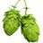 CentralIowaHops's profile image