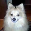 David Beaulieu - @troutnut75 - Twitter