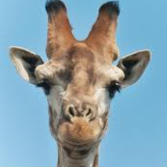 zhouqingqing1's profile picture. 