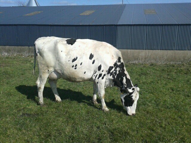 RobertSmyth2's profile picture. i'm a 21 year old from Randalstown. I play an accordian for Staffordstown Accordian Band