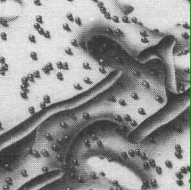 Lymosomes COULDN'T, Mitochondria WOULDN'T, but Rough ER WILL!! So follow us. Taylor and Carla #RamsayHighschool