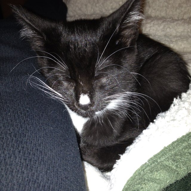 massage therapist, Cat Lover and board member of Berkshire Animal DREAMS Feral Cat Rescue.