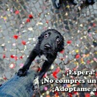 DifusionCallejeritos (@dcallejeritos) 's Twitter Profile