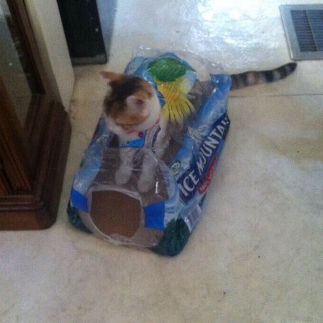 Callie_the_catt's profile picture. Quotes, news, and anything else I think you should read. About me: You know. toys, yarn, catnip on the weekends.. Im a pretty chill cat.