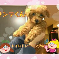 サンテママ (@santemafi) Twitter profile photo