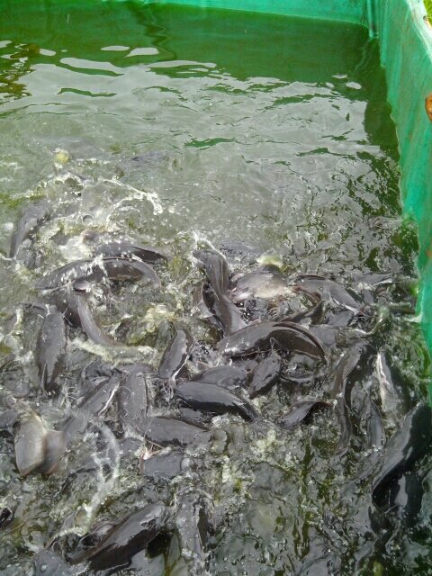 NWACHIOSTER's profile picture. 