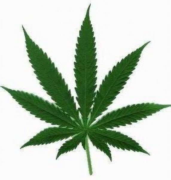 StonerSpot101's profile picture. Follow to keep entertained fellow stoners. I follow back. 4:20 | Pictures not owned by us.