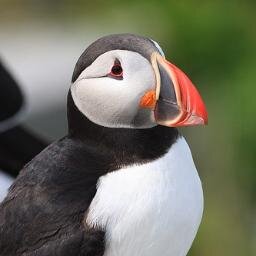 Yo, I'm the most badass puffin of them all. I got most swag than most people. Where ever I go I will always be PUFFLIN' PUFFLIN' ll #OpenRP