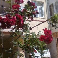 Fatma AKTAŞ (@f_a_elysion) 's Twitter Profile