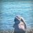 Meme_Timon's profile image