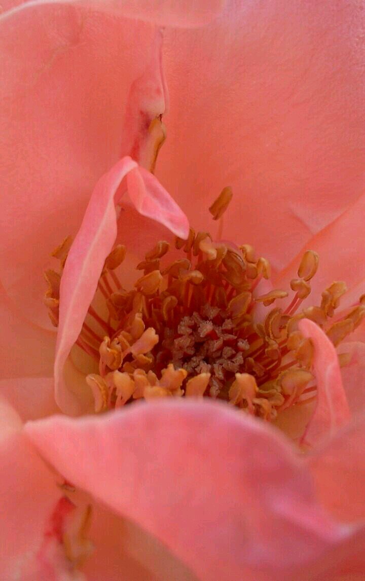 ‏سبحان الله وبحمده، ♡ سبحان الله العظيم