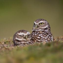 avianfacts Profile Picture