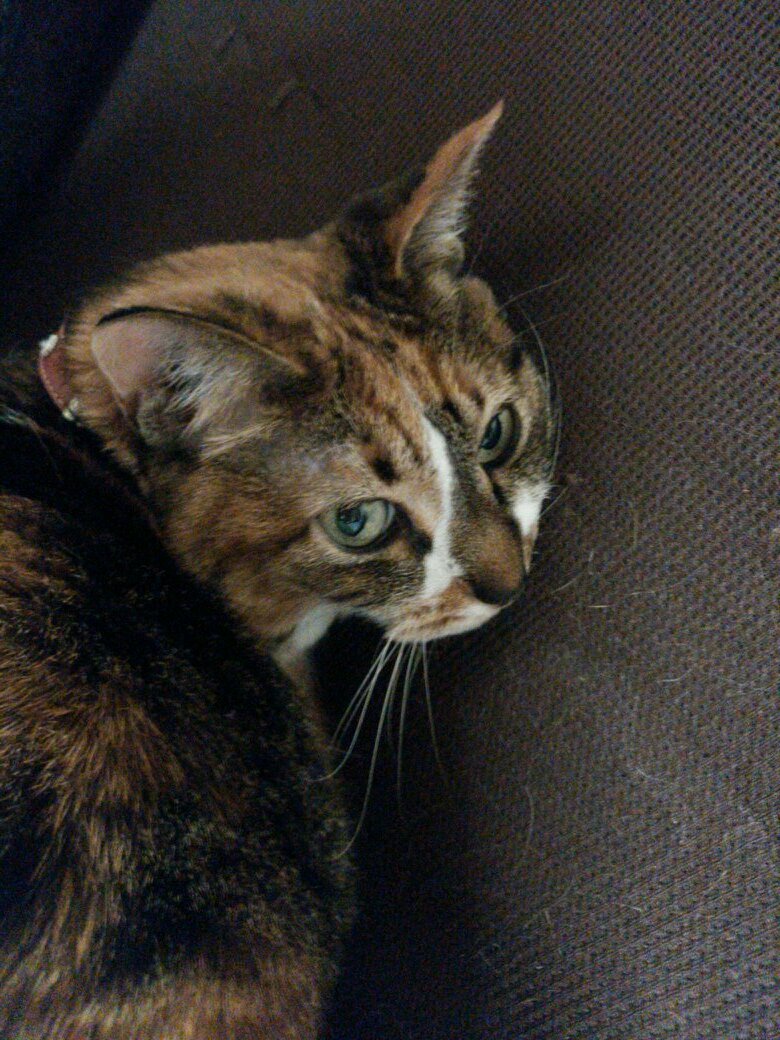 猫好き、愛猫みぃと暮らしています！職業はナース…ジェネラリストでもスペシャリストでもなく、マネージャー。毎日を大切に過ごしたいと思う今日この頃です。
