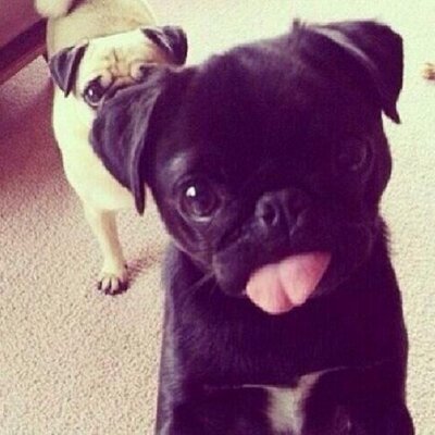 edgar allan pug edgar allan pug pewdiepie foto 2017 edgar allan pug edgar allan pug pewdiepie foto 2017