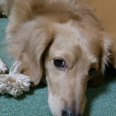 ライムクロス Vierunddreibig Twitter