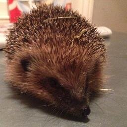 Rescued, avoiding hibernation and living large in a kitchen