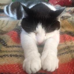 mandyandycakes's profile picture. hiya