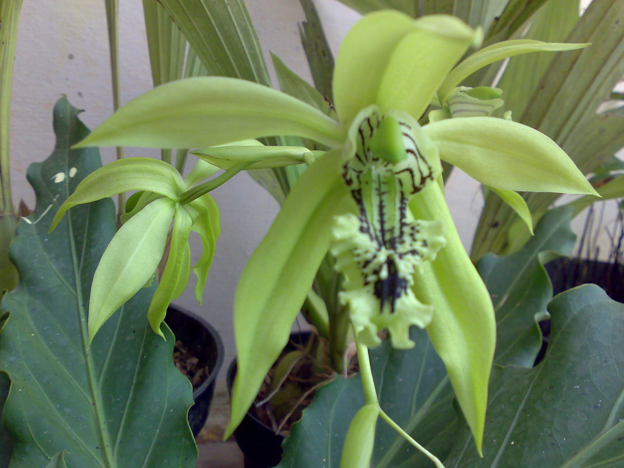 loves flowers, parent, agribismania..