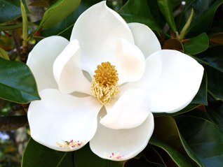 MagnoliaHomeSol's profile picture. SInce 1999 - Interior / Extrerior Painting, Repairs  & Renovations