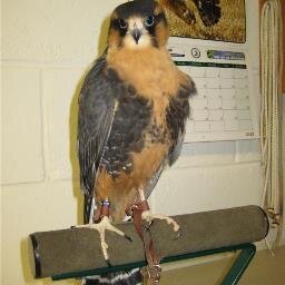 CliveStancer's profile picture. 