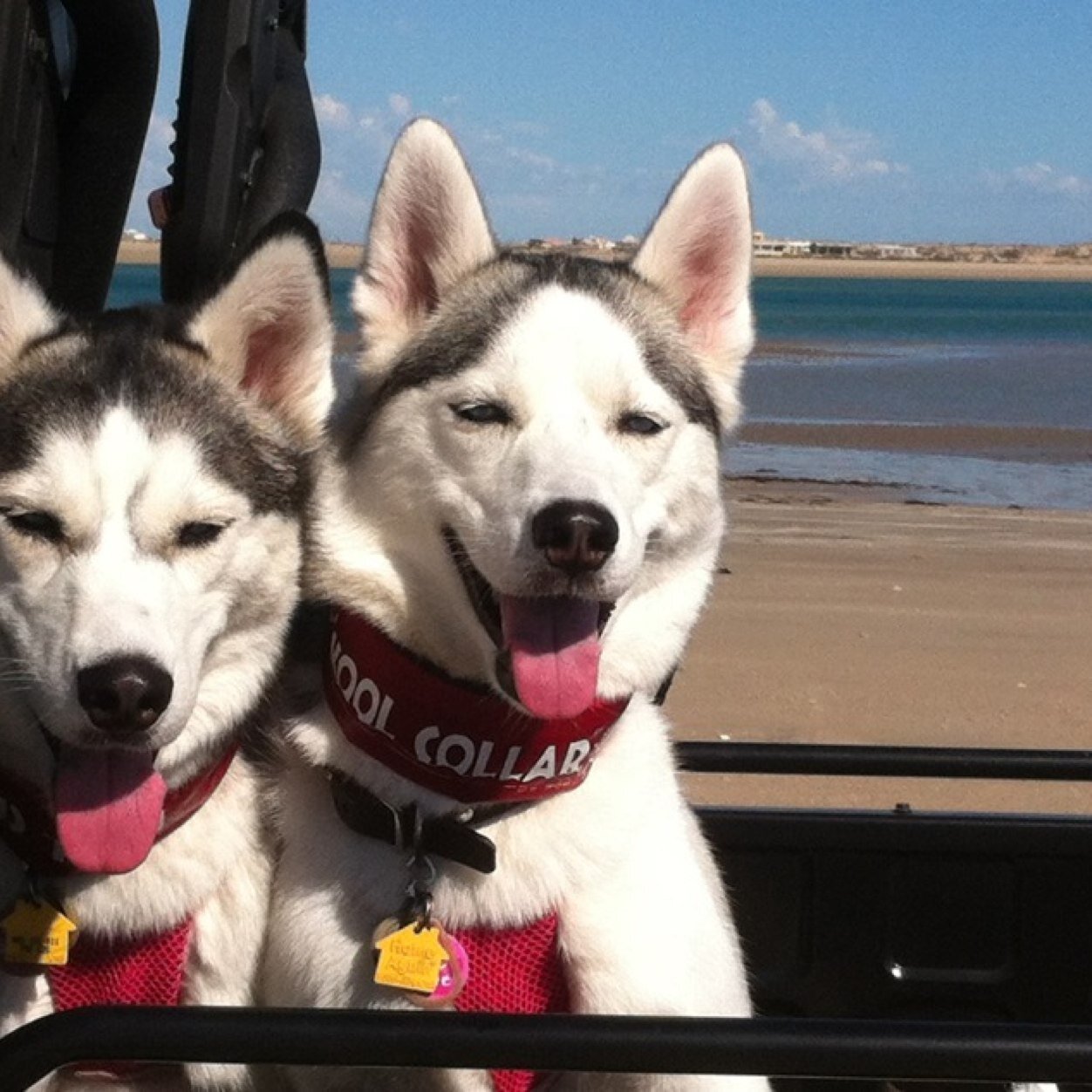 huskyrockhound's profile picture. 