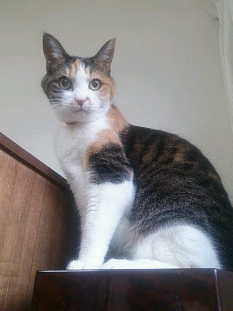 猫飼い人。1998.12月340gの子猫の保護が始まり①ミュウ♀2016.10.5没🌈😢推定17歳11ヵ月永眠②モモ♀推定12才(妹宅に)③レオ♂10才④キジトラサン♂2024.6.22没🌈😢★外猫⑤シロ♀(レオ母)2018.5.28深夜～29朝方に没🌈😢⑥白黒♀里親様決定♡現在レオのみ。猫以外雑談も多め