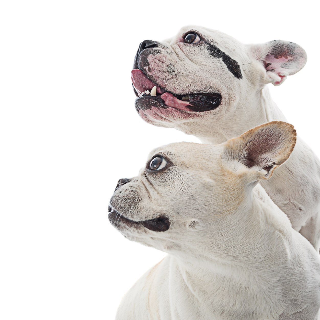 BabyHippoAndMax's profile picture. Staring Mina(Baby Hippo) and Max(Max Pants) 2 French Bulldog siblings keeping it rad