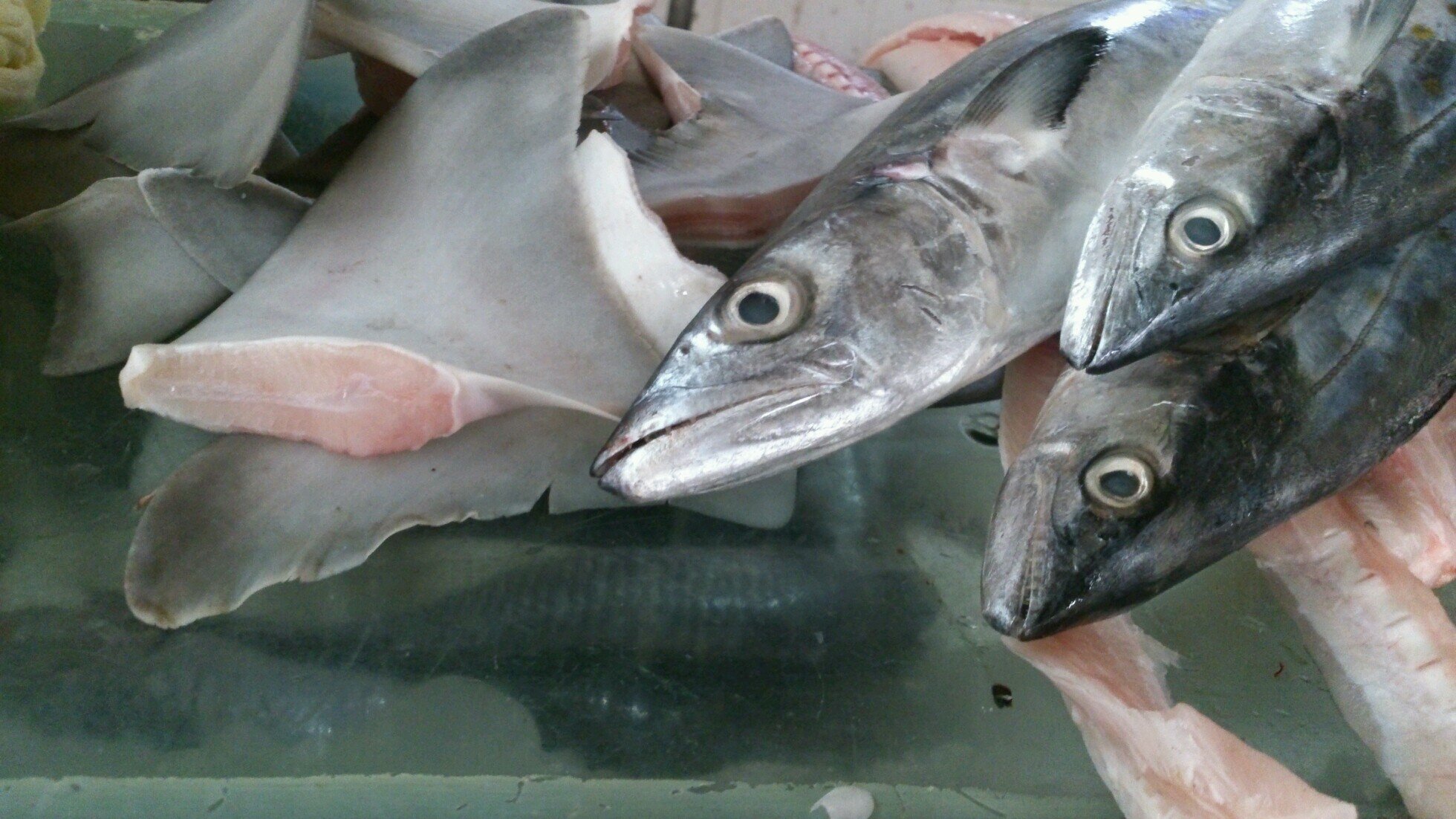 jrosax's profile picture. -_-